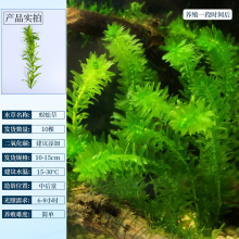 99Nкˮ~ˮݸ쾰ֲwˮtm͢t