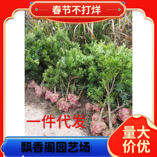 һ�����l����ֱ�N�_�h�ɘ�����ͥԺ���Դ�С�~ȸ���_�h��������