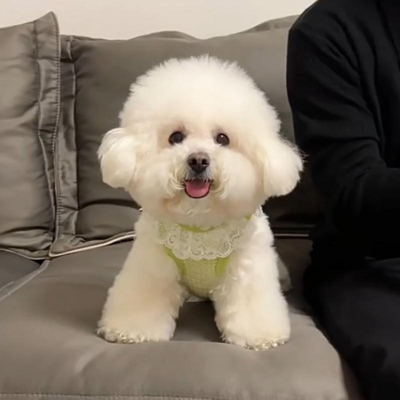 Nueva primavera y verano de hadas perros y gatos ropa de mascotas Teddy Bear hermoso chaleco cómodo para la piel puede tracción