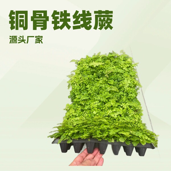 Indoor ornamental fern copper-bone maidenhair fern tissue culture…