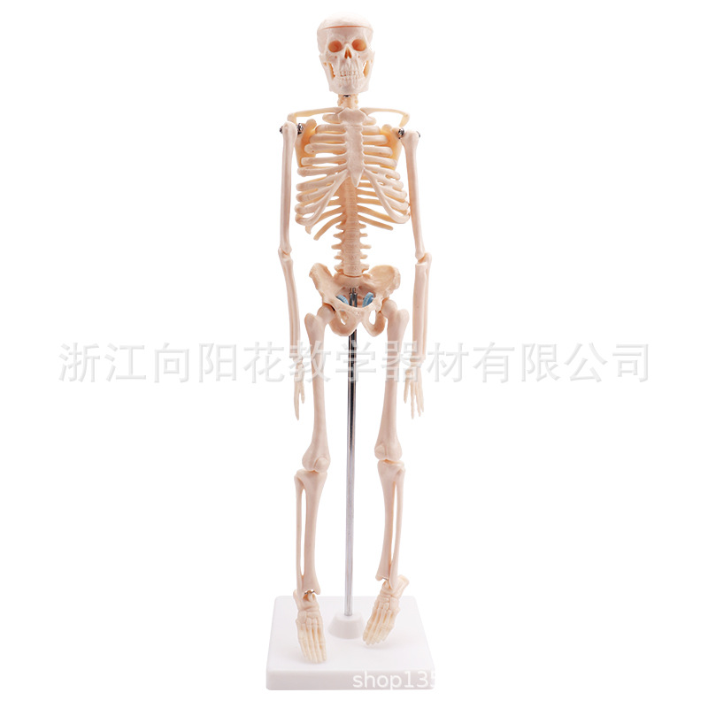 厂家供应 39051 42cm儿童骨骼模型 生物医疗教学模型 教学仪器