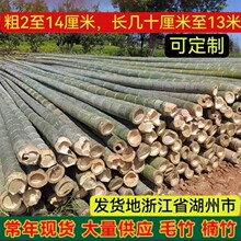 厂家直供户外庭院围栏栅栏篱笆毛竹楠竹婚礼竹竿新鲜竹子装饰
