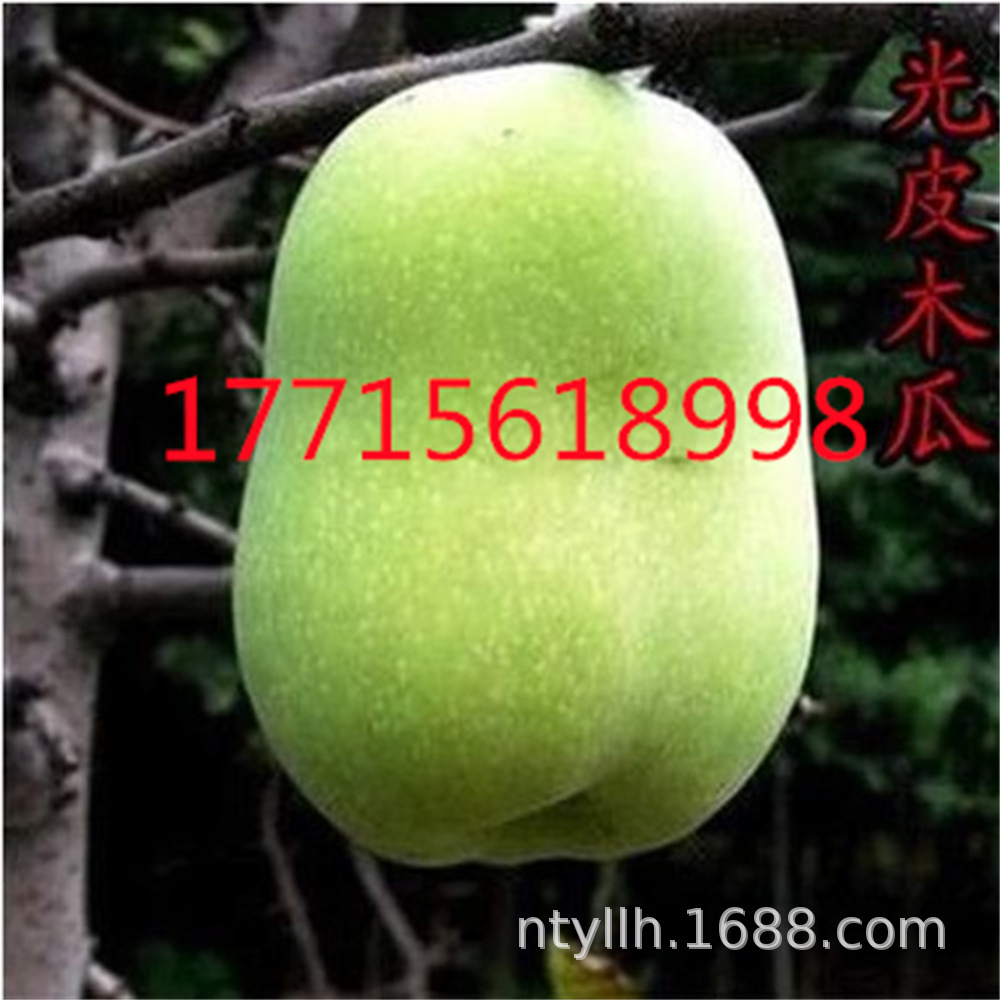 红皮木瓜树苗果树苗南北方种植天香木瓜树光皮红皮木瓜苗当年结果-阿里巴巴