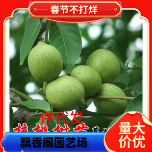 һ�����l���Ҙ���޽ӱ���Ƥ������Ҙ������ϱ����Nֲ�ش������