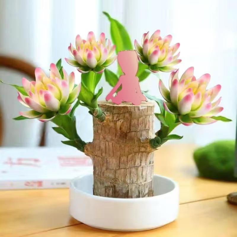 跨境水养四季幸运木老桩带芽格鲁特客厅绿植摆件巴西木桌面小盆栽