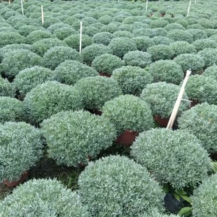 ��������ܽ�ؾ��������l�}�|�ؾG���ͺ�ֲ��@���쾰���ɻ��y�~��