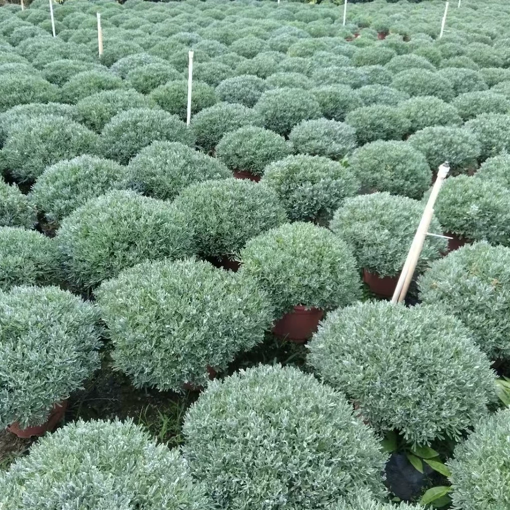 Специальные рассада хризантемы гибискуса в горшках для цветочных краёв оптом, заселение солоных и щелочных почв, засухоустойчивые растения, ландшафтный дизайн сада, упакованные в живую серебристо-листовую хризантему.