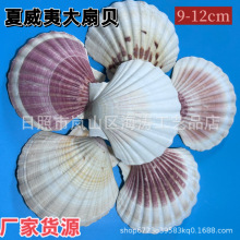 天然海螺贝壳夏威夷大扇贝儿童绘画墙贴装饰工艺品摄影手工