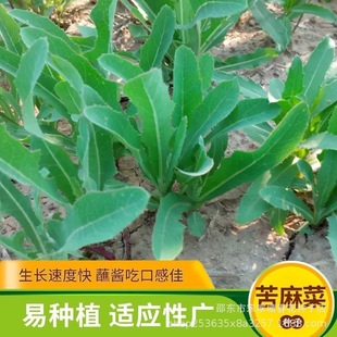 ����˷N�������˷N��Ұ����ӿ����������ļ����߲˷N��