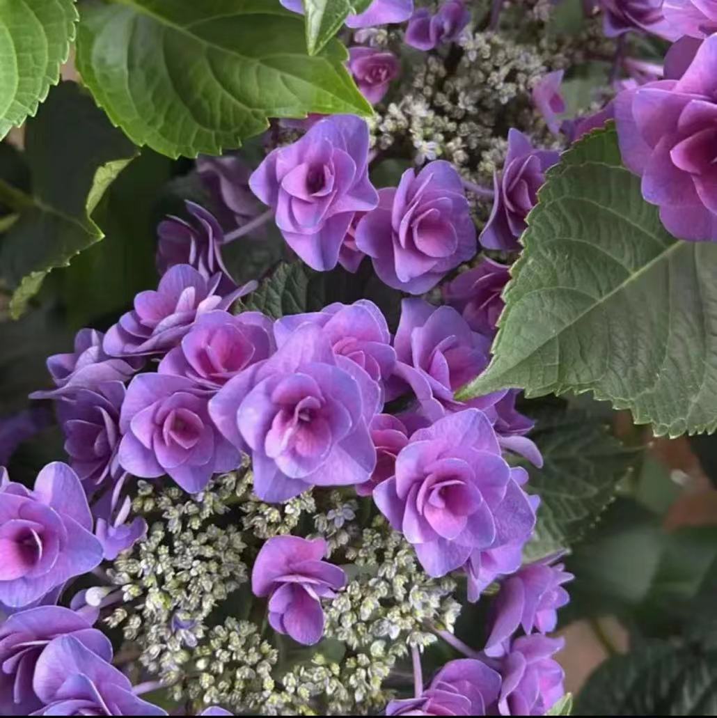 보라색(토르) 4갤런 - 높이 40-80cm 168.9엔 세면대 포함