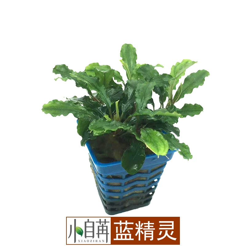 Водное растение Фикус Смурф (Blue Smurf) для аквариумного ландшафта, живой аквариумный фикус оптом, водная культура для очистки воды.