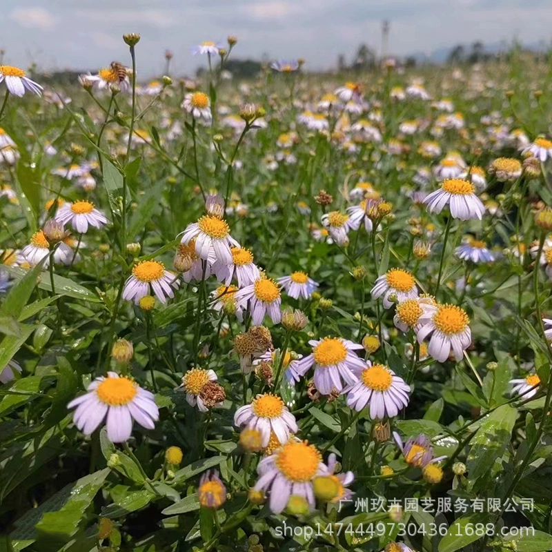 Узколистная Малан в горшке Многолетние травянистые растения Сад Городской сад Грунт Озеленение Цветы Адаптируемые