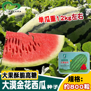 ��Į�����ϷN�� �s�������÷N�����̓��\����E�A������