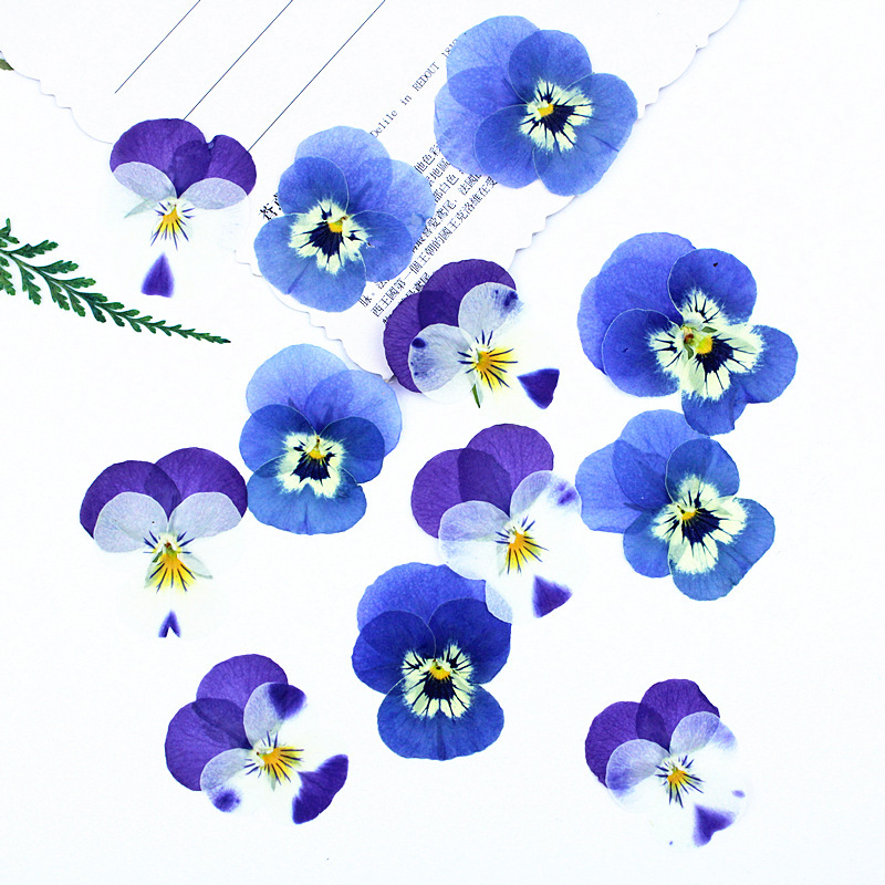 Three-Color Pansy, Fragrant Pansy, and Horned Pansy Dried Flowers Wholesale, Pressed Flower Specimens, Photo Frames, Bookmarks, Resin Phone Cases, Dried Flower Materials