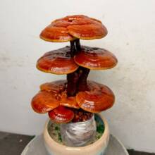 �`֥�������`֥�辰���k���Ҕ[���ͺ���͏d���滨���^�p����ֲ��