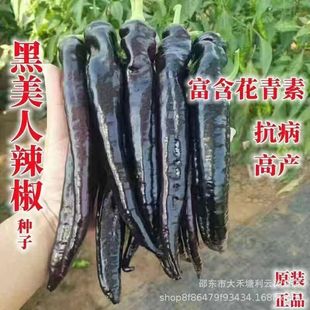 �������N������������Ƥ�����N����ɫ�ݽz���̨�ļ��߲˷N�Ӵ�ȫ