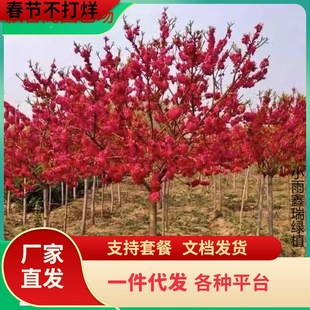 һ�����l÷������ͥԺ���������ͺ���÷�t÷�D÷��������辰�ļ�