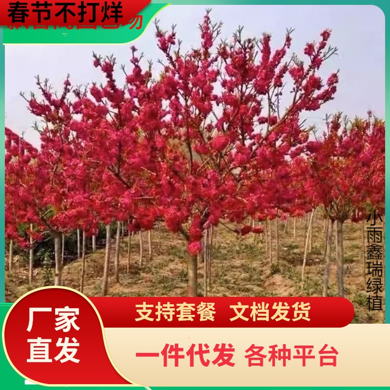 一件代发梅花树苗庭院盆栽室外耐寒冬梅红梅腊梅浓香地栽盆景四季