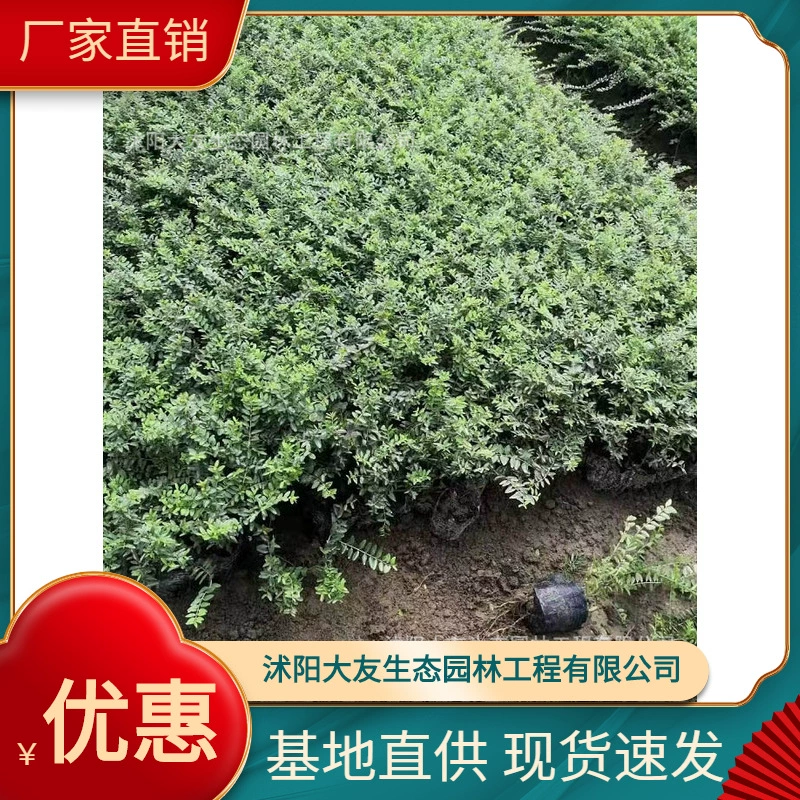 Lonicera japonica Base Оптовые сорта собственного производства с комплектом живописных ландшафтных инженерных зеленых саженцев