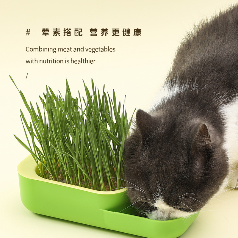 New Cross-Border Direct Supply Two-In-One Cat Grass Bowl Planting Soilless Hydroponic Color-Blocking Dual-Use Set Cat Grass Box Food Bowl