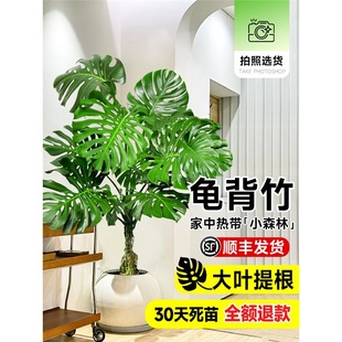 大叶龟背竹客厅盆栽绿植室内大型老桩提根落地客厅电视柜旁边植物-阿里巴巴