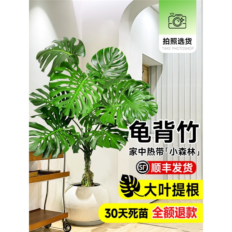 大叶龟背竹客厅盆栽绿植室内大型老桩提根落地客厅电视柜旁边植物