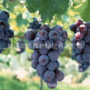 �����۹����ָ�o�Ѻ������ј��箔��Y�����{��ʯ�����ϱ����Nֲ