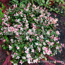 各种吊兰植物室内常春藤绿萝盆栽金鱼口红金心吊兰绿植花叶络石