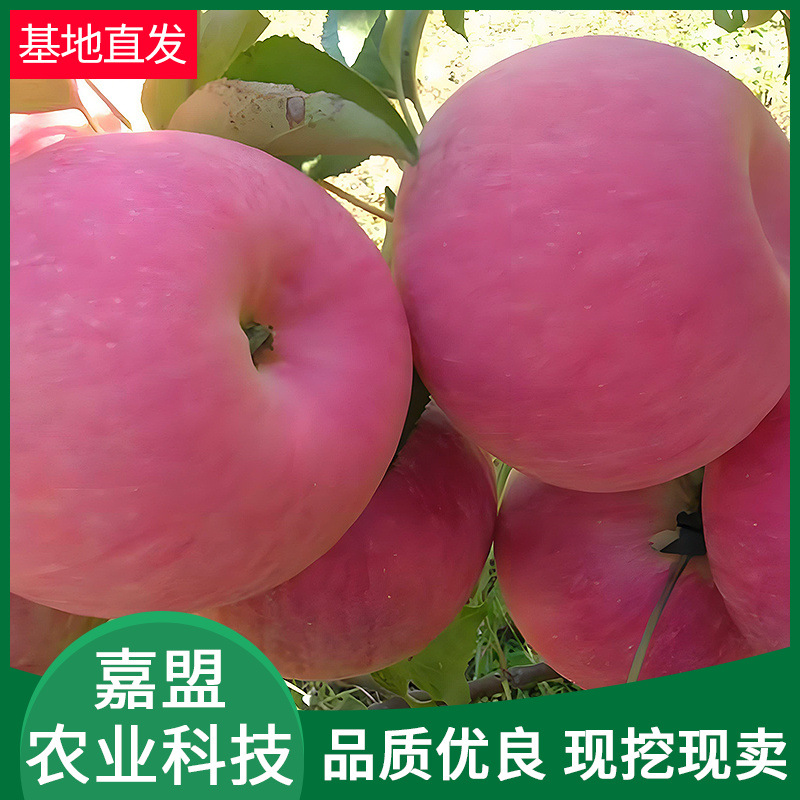 苹果苗盆栽树苗果树果苗南方种植 当年结果苹果苗品种多样苹果苗