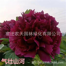 洛阳牡丹花种子卉植物室内花易活好养盆栽庭院牡丹树苗多品种选择