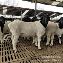 �Ų��d������� �F؛���^�s����N���� ����Ų��d��ĸ��