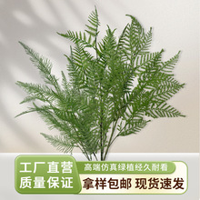 婚庆森系绿色系花材文竹大波斯叶批发婚礼堂装饰地排花装饰系列