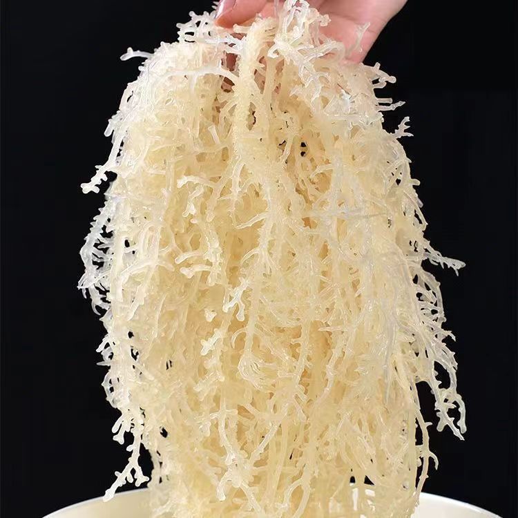 【工厂直发】正宗龙须菜海藻新鲜盐渍石花菜鹿角菜凉拌菜家庭食材