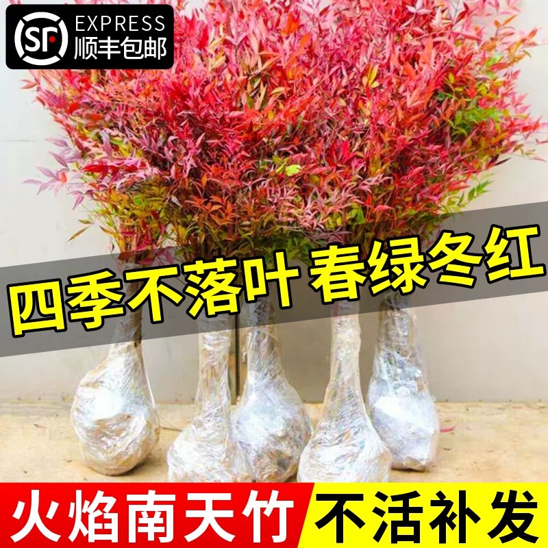 Flame Nandina Bonsai Saplings for Indoor Greening, Old Stump Bonsai, Courtyard Foliage Flowers, Green Plants, Red Cold-Resistant Bonsai
