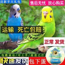 ���P�W�^�W�^���w��Ƥ�B�д����B�P�^�W�^�u���W�^�����B���w�W�^