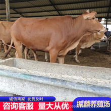 �����Sţ�Bֳ�� ���N�����Sţ ��Ʒ��ţ�r�� ţ�ّ���ĸţ