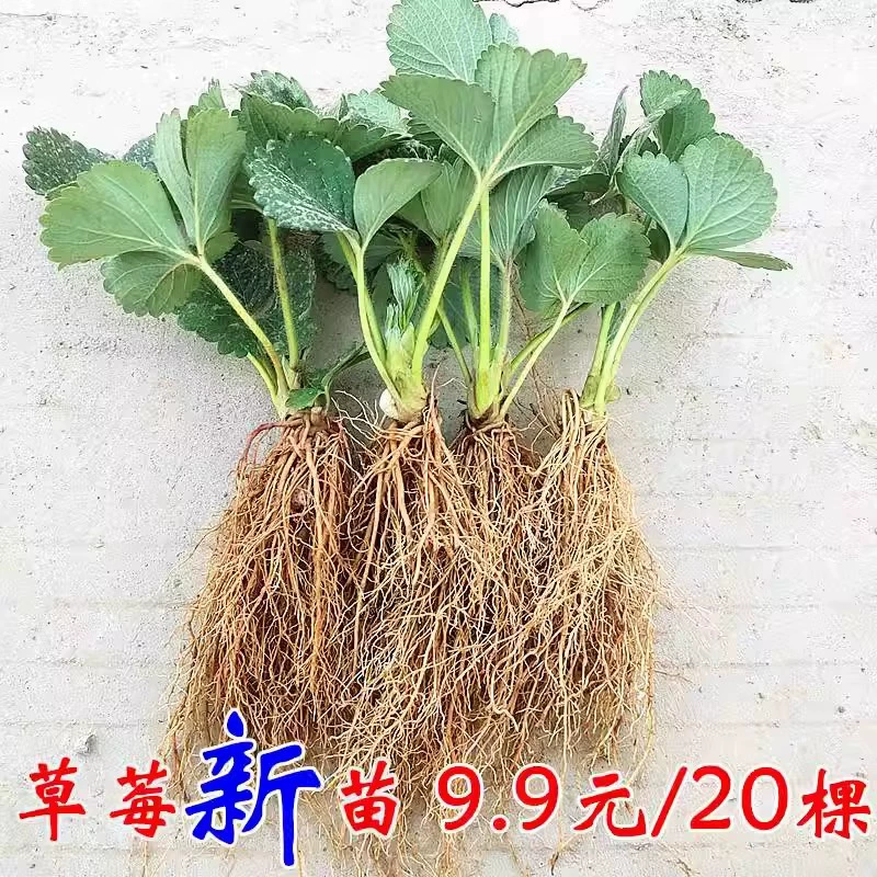 Саженцы клубники в горшках, четырехсезонные фрукты, Дандун Хуньян, крем-молоко, саженцы клубники Даксин, южные