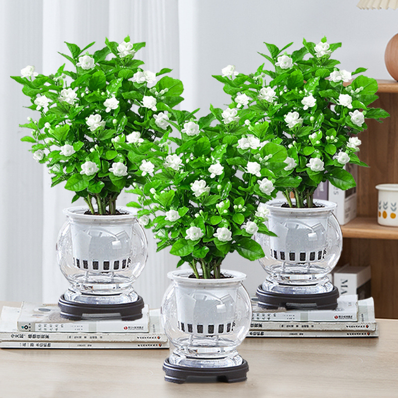 (with buds) hydroponic jasmine potted indoor balcony four seasons flowering living room flowers and plants office green plants
