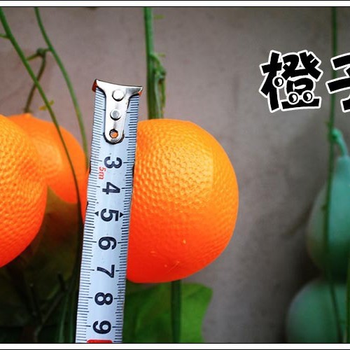 큰 잎 큰 달콤한 오렌지 2 팩