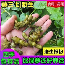 野生藤三七植物苗盆栽攀藤植物三七种苗种子根茎庭院阳台爬藤绿植