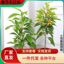 һ�����l���m�����m���绨���S���mֲ���̨�҃ȾGֲ�׻������