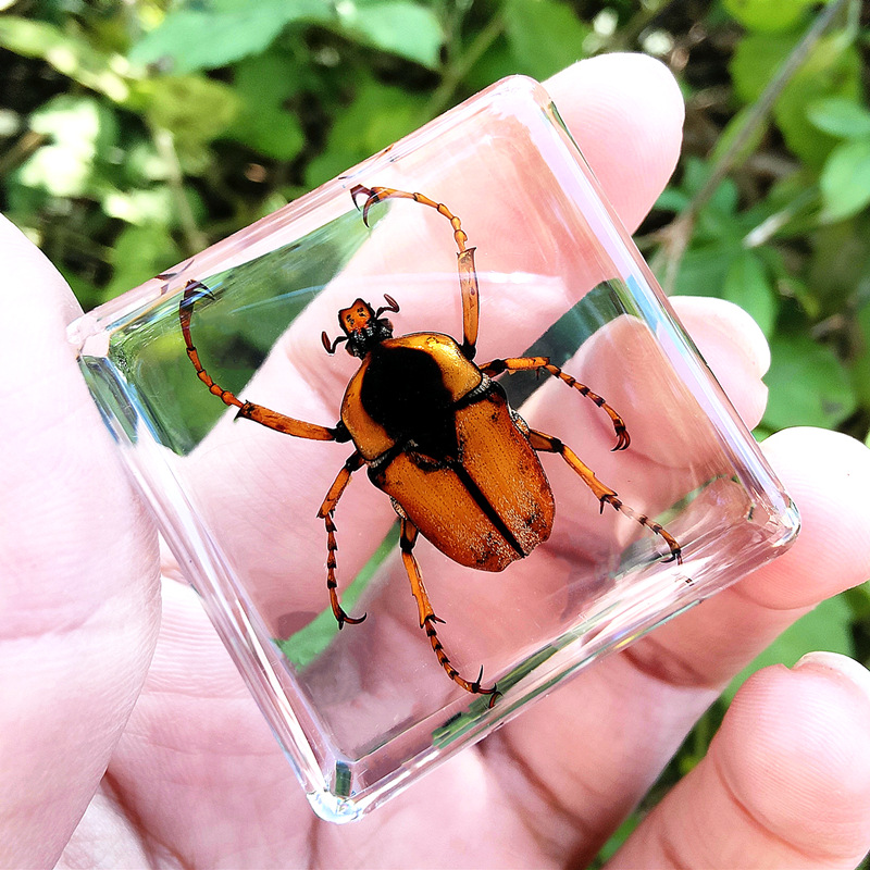 암갈색 지루비 80%