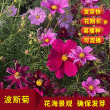 ��˹�շN�Ӹ�ɣ���N���ļ����N�_��ͥԺ�����׻�ܷN�Ӹ߳�ѿ��