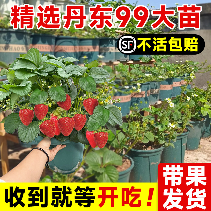 ���|99��ݮ�����������ļ��Y�����ͷNֲ�ش�̖������ʳ�ò�÷�̨