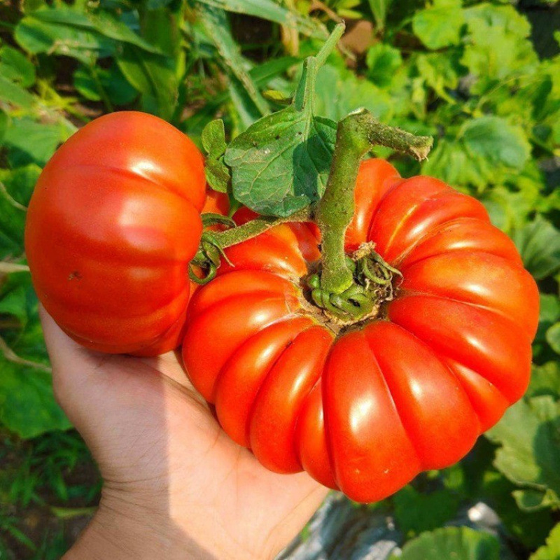 Factory wholesale beef stew tomato seeds horseshoe tomatoes seed…