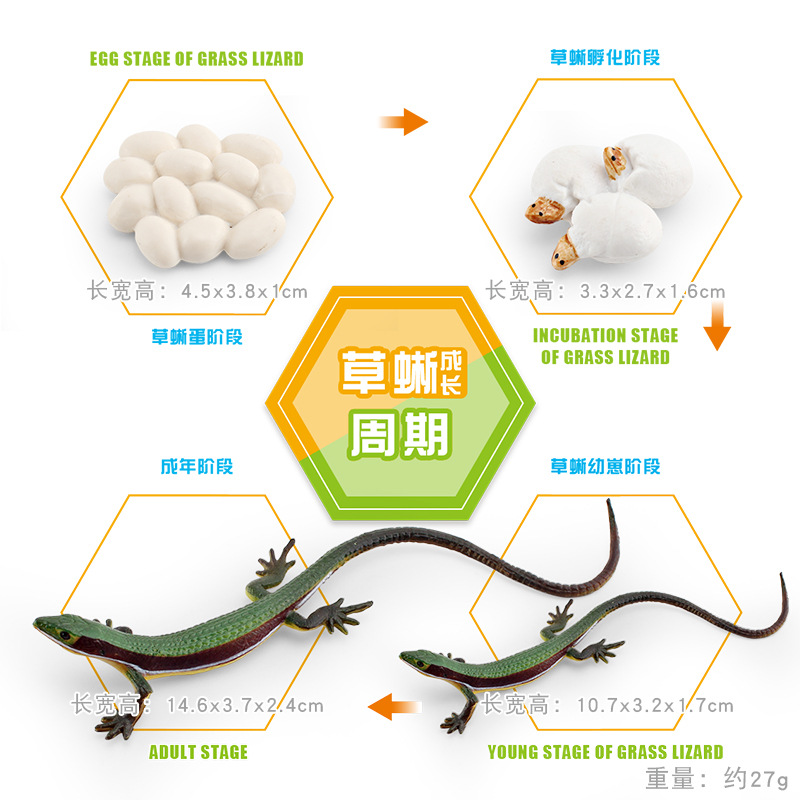 Modelo animal de simulación al por mayor de pollo pato ganso mariposa tortuga Rana ciclo de crecimiento Montessori material didáctico adornos hechos a mano