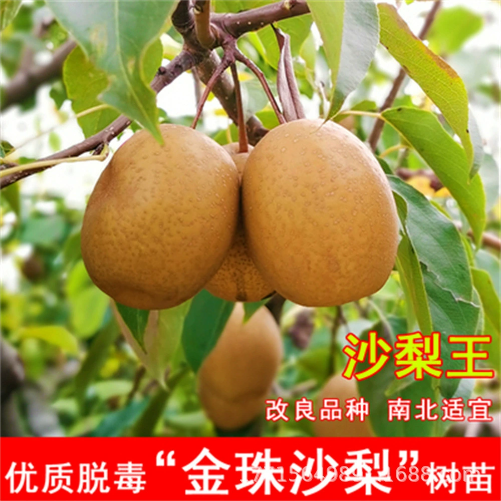 Привитые саженцы груши Корла ранняя хрустящая красная желтая груша утиная Груша фрукты Южная и Северная посадка во дворе саженцы фруктов в горшках