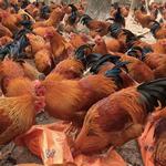 鸡苗活苗红玉鸡苗活体红玉鸡就九斤红鸡苗1斤活体养殖场批发零售