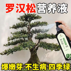 メーカーは、黄葉、乾燥、根腐れ、成長遅れを防ぐための、八老樹（羅漢松）専用の栄養液肥料を供給しています。