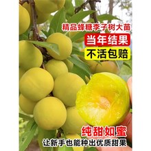 Ә޽ӹAƷNYͺϱͥԺNֲ